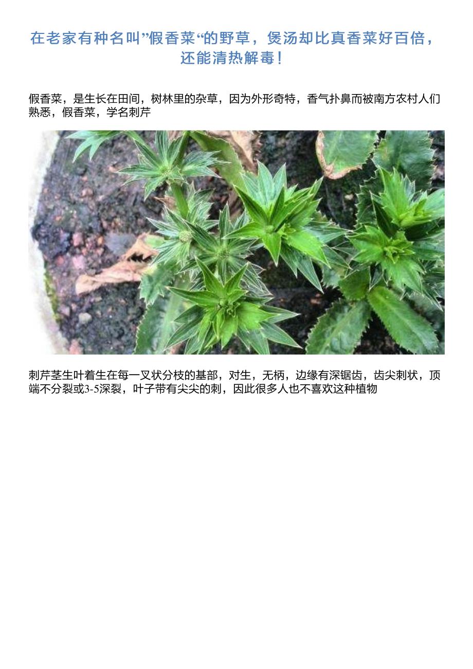 在老家有种名叫”假香菜“的野草,煲汤却比真香菜好百倍,还能清_第1页