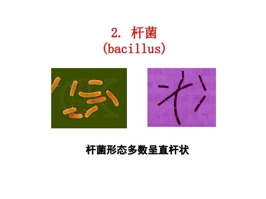 医学微生物学第1章细菌的形态与结构_第5页