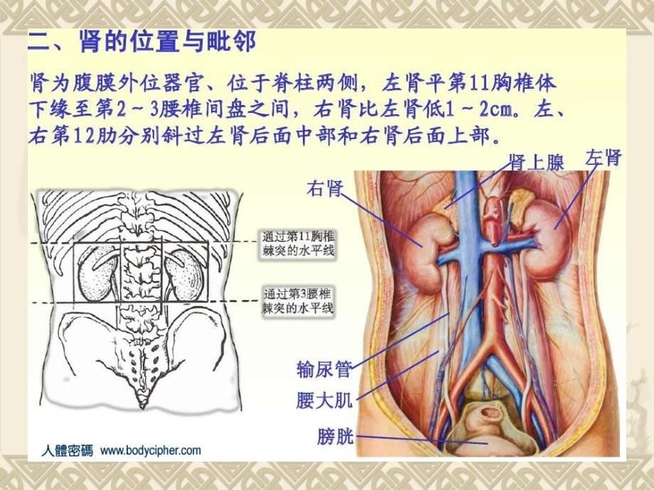 肾切开取石术的手术配合ppt培训课件_第5页