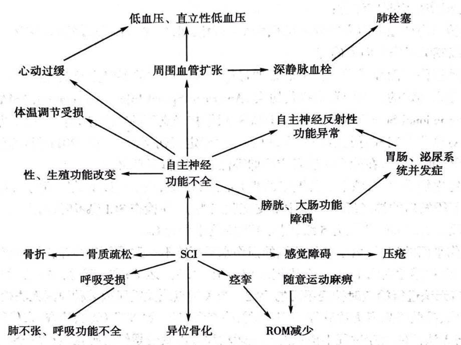 脊髓损伤的康复ppt课件_第5页