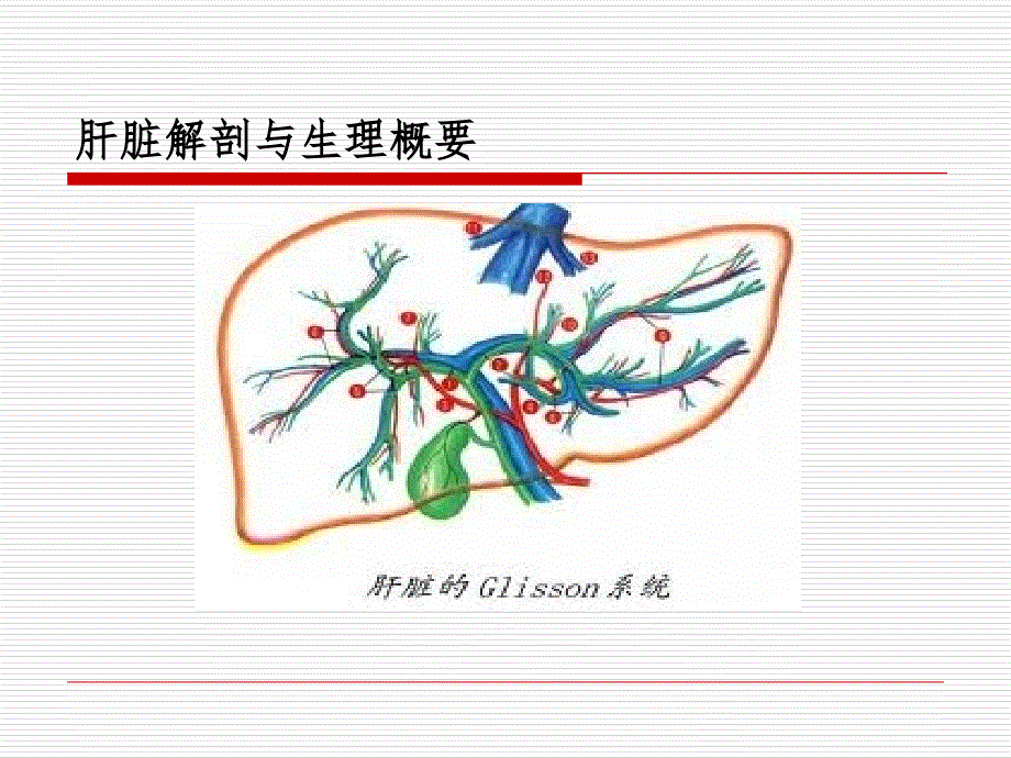 肝疾病ppt课件_第4页