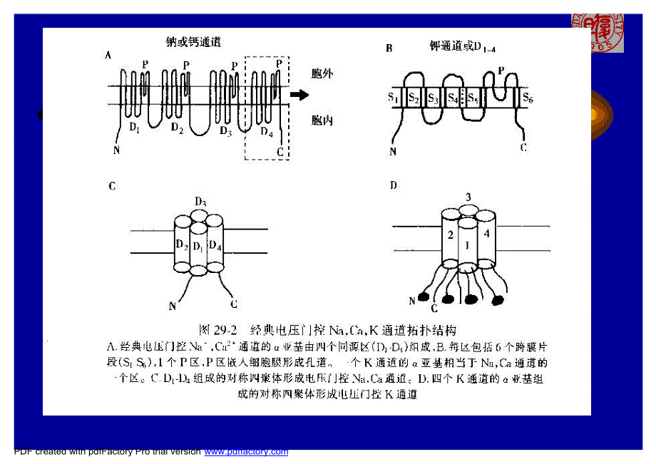 作用于心血管系统离子_第4页