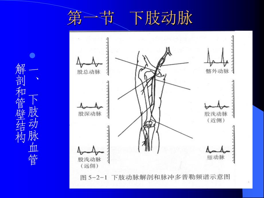 下肢动脉讲课稿_第2页