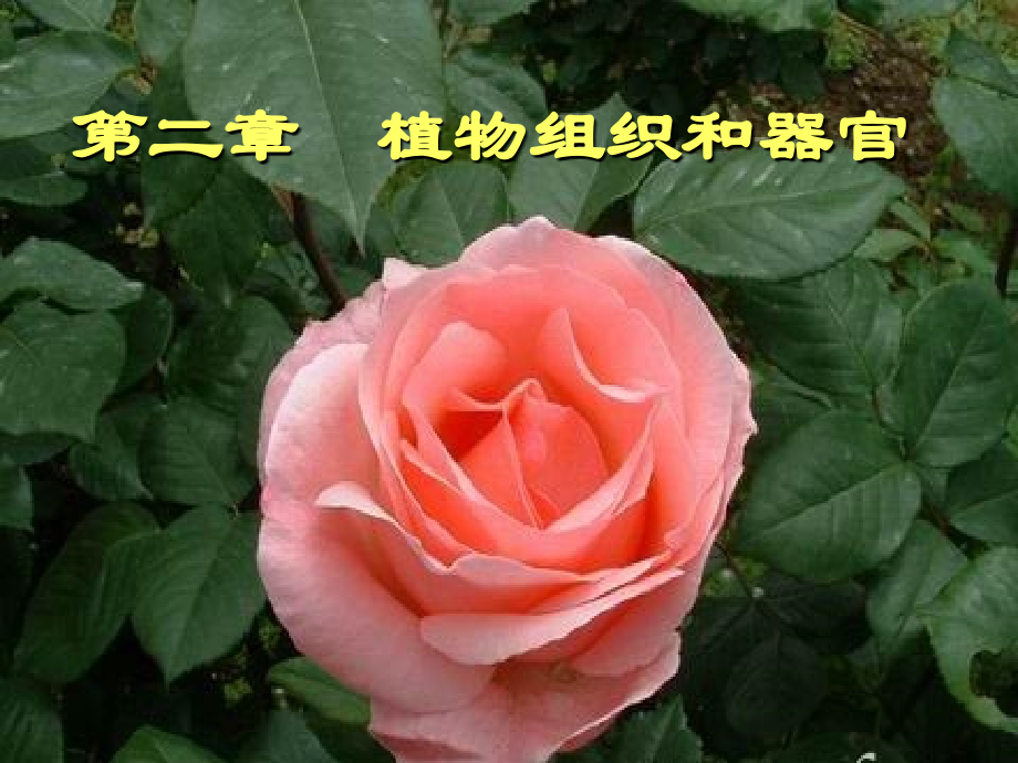 植物组织和器官_第1页