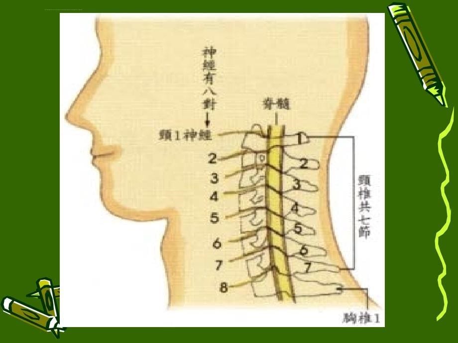 颈腰椎病的预防及诊治课件_第5页