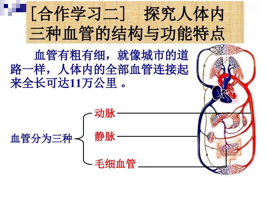 血流的管道血管3课件_第4页