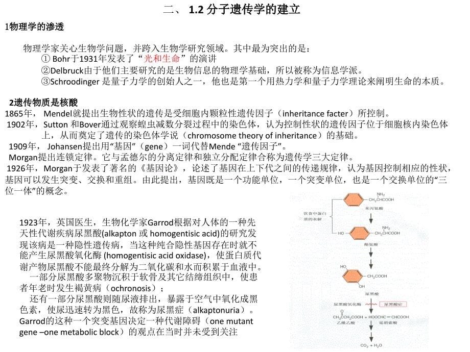 分子遗传学讲义课件_第5页