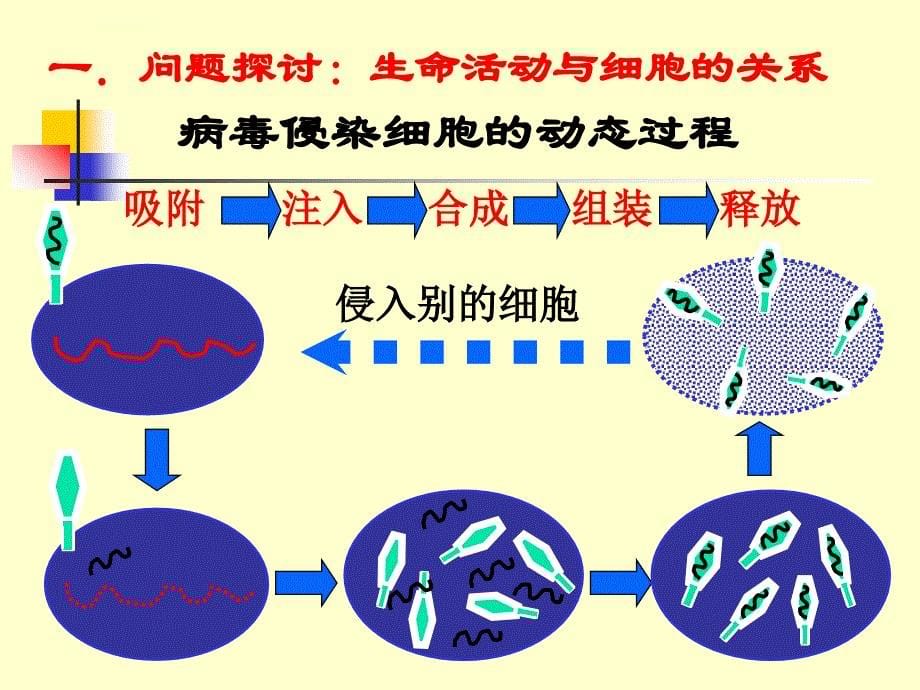 从生物圈到细胞修改版ppt课件_第5页