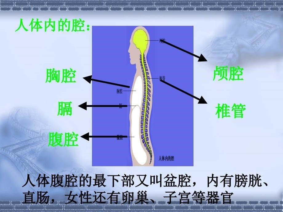 《人体和动物体的组成》_第5页