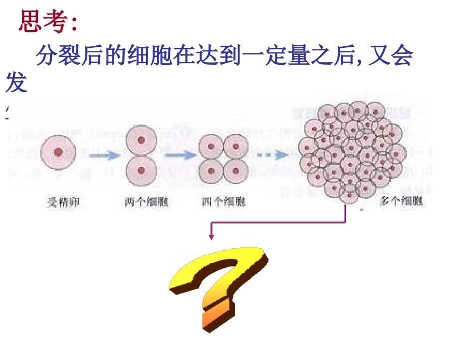 七年级科学组织3_第5页