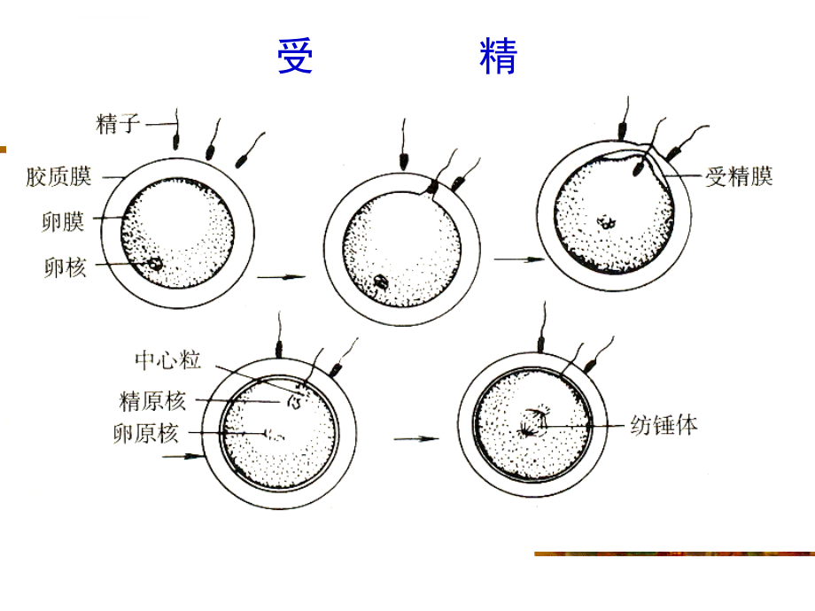 西南大学生物技术学院动物学课件_第2页