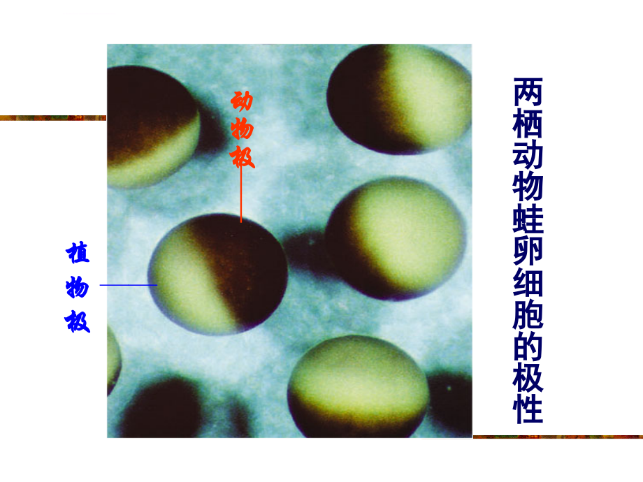 西南大学生物技术学院动物学课件_第3页