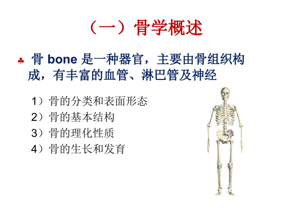 解剖生理学骨学ppt课件_第4页