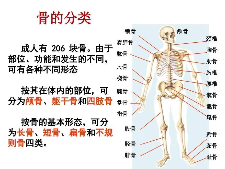 解剖生理学骨学ppt课件_第5页