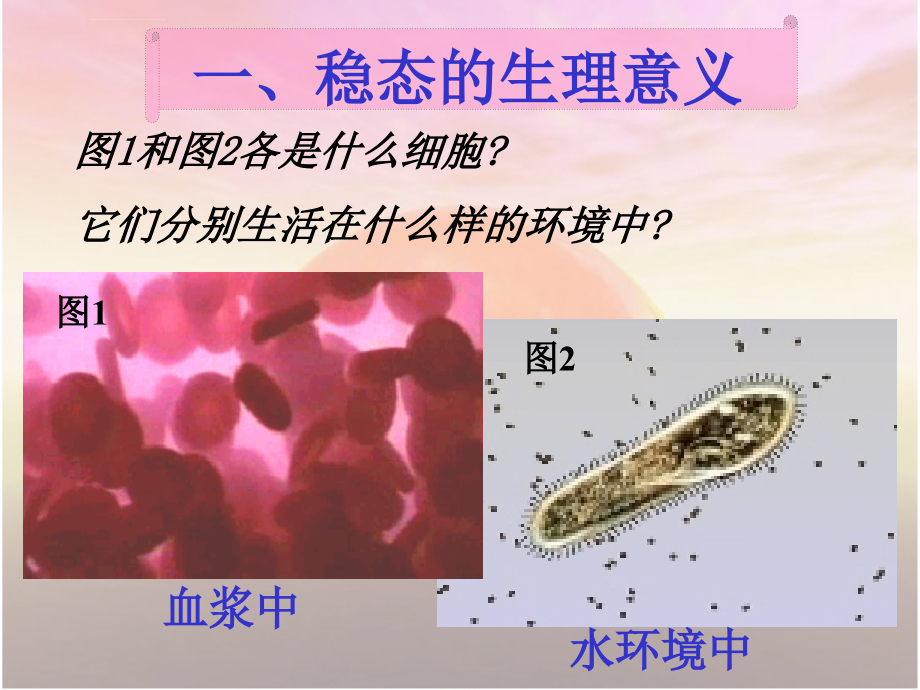 人体的稳态总课件课件_第3页