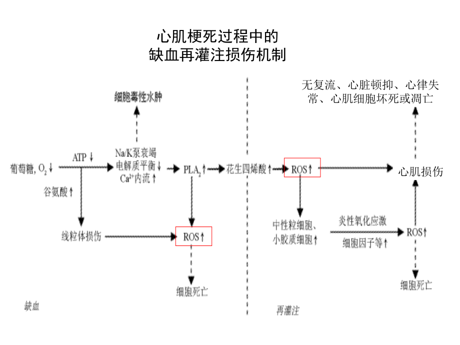 依达拉奉在急诊icu（溶栓联用研究脑出血脑水肿心肌梗死肺功能保护）应用课件_第4页