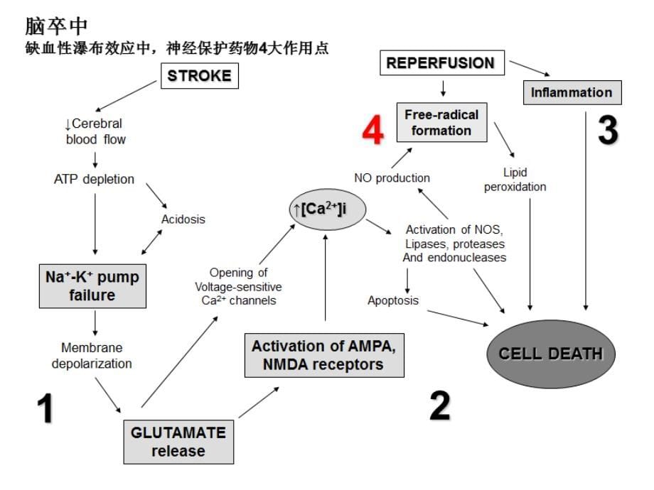 依达拉奉在急诊icu（溶栓联用研究脑出血脑水肿心肌梗死肺功能保护）应用课件_第5页