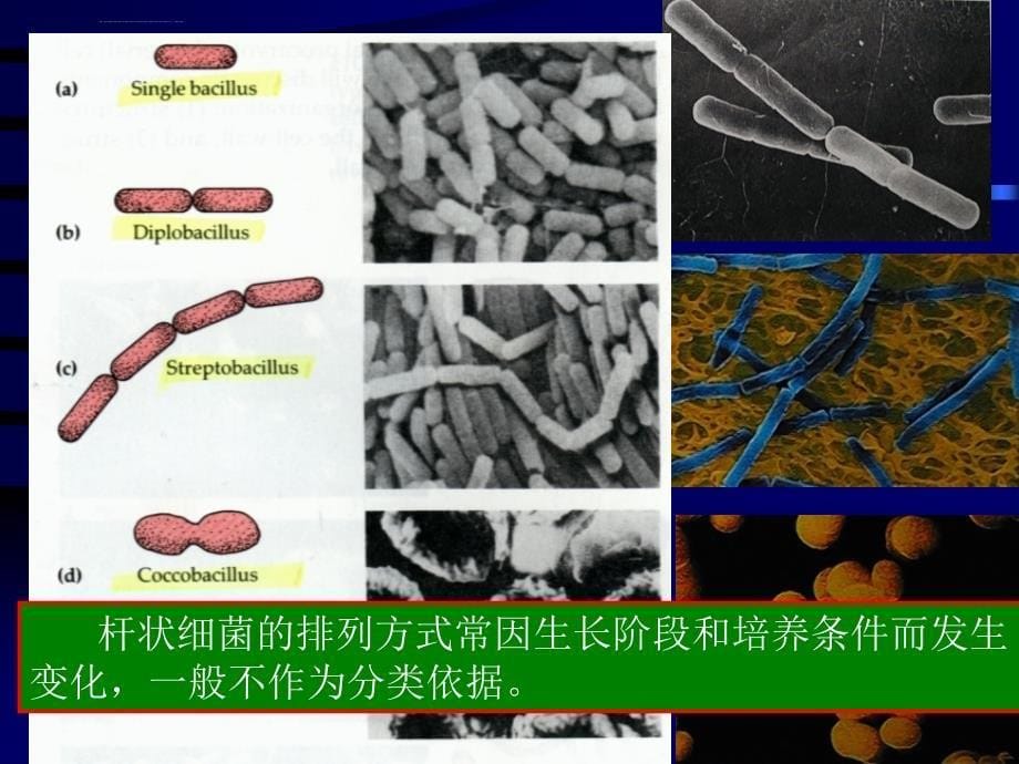 微生物形态与结构_第5页