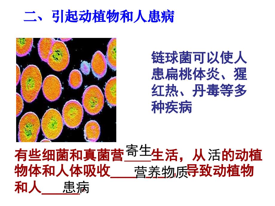 2013八上人教版生物细菌和真菌在自然界中的作用_（1）课件_第4页