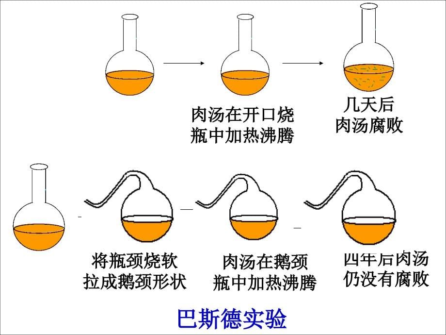 《细菌》课件_第5页