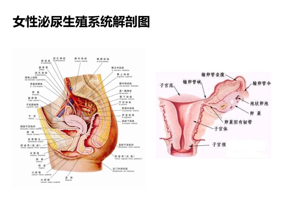 妇科常见疾病（完成）_第2页