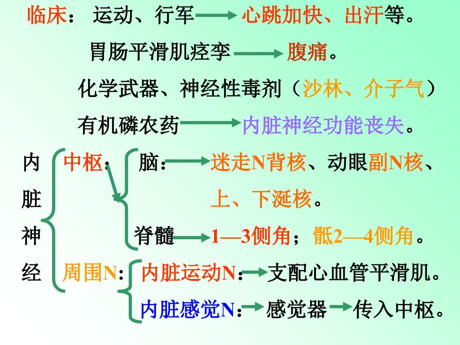 解剖学_内脏神经课件_第2页