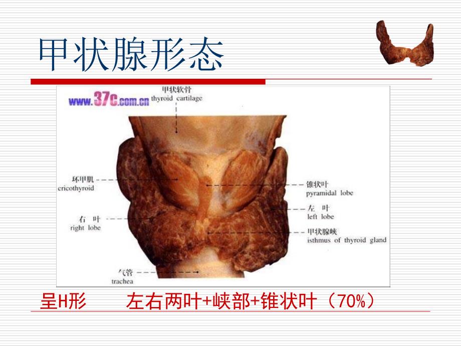 甲状腺肿瘤的相关护理课件_第3页