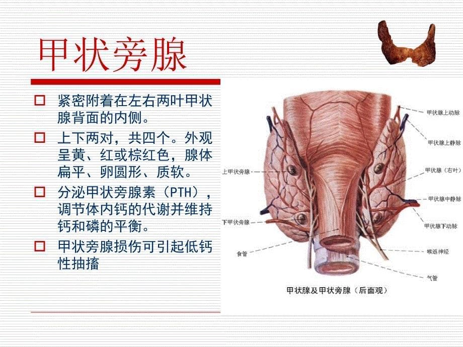 甲状腺肿瘤的相关护理课件_第5页