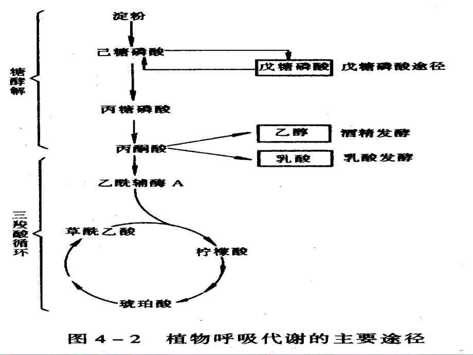 呼吸作用的代谢途径_第2页