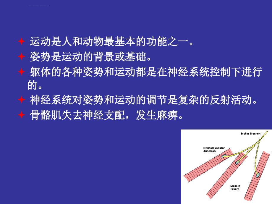 本科生（5年制）第四讲神经系统_第3页