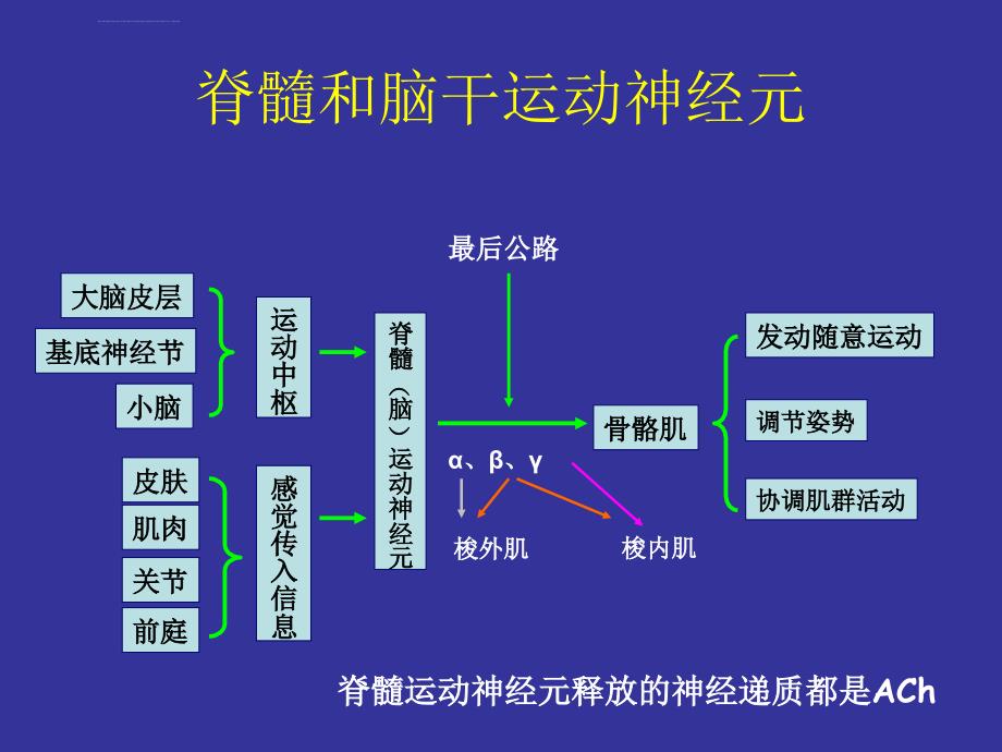 本科生（5年制）第四讲神经系统_第4页