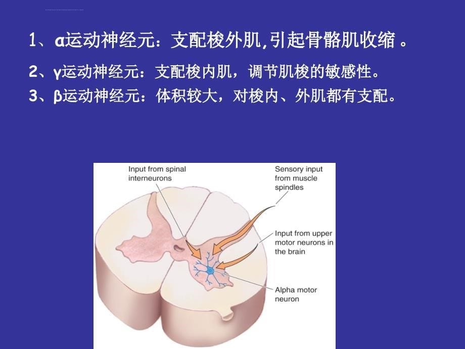 本科生（5年制）第四讲神经系统_第5页