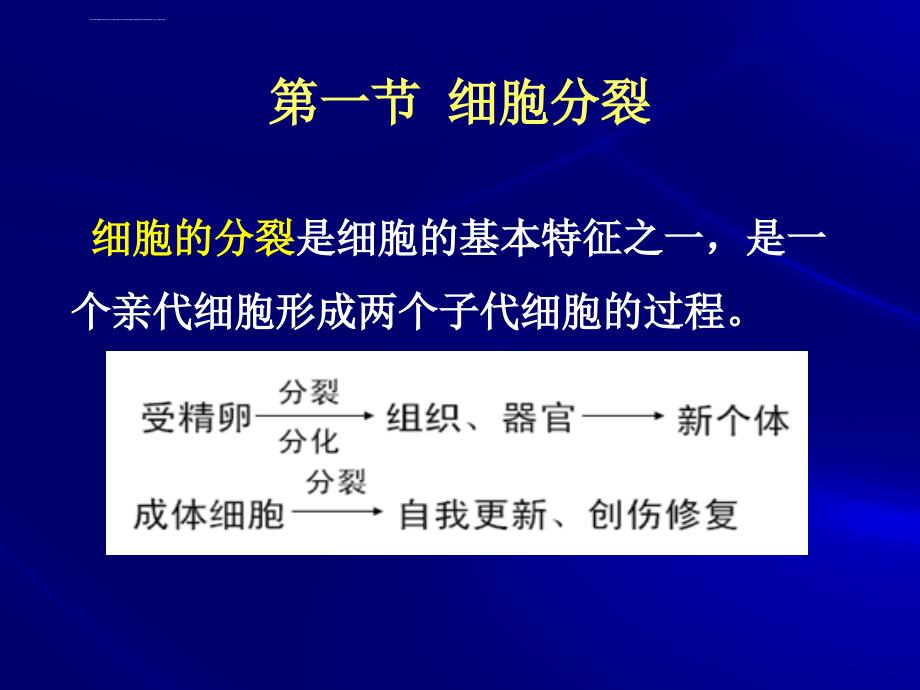 细胞分裂与细胞周期_第3页