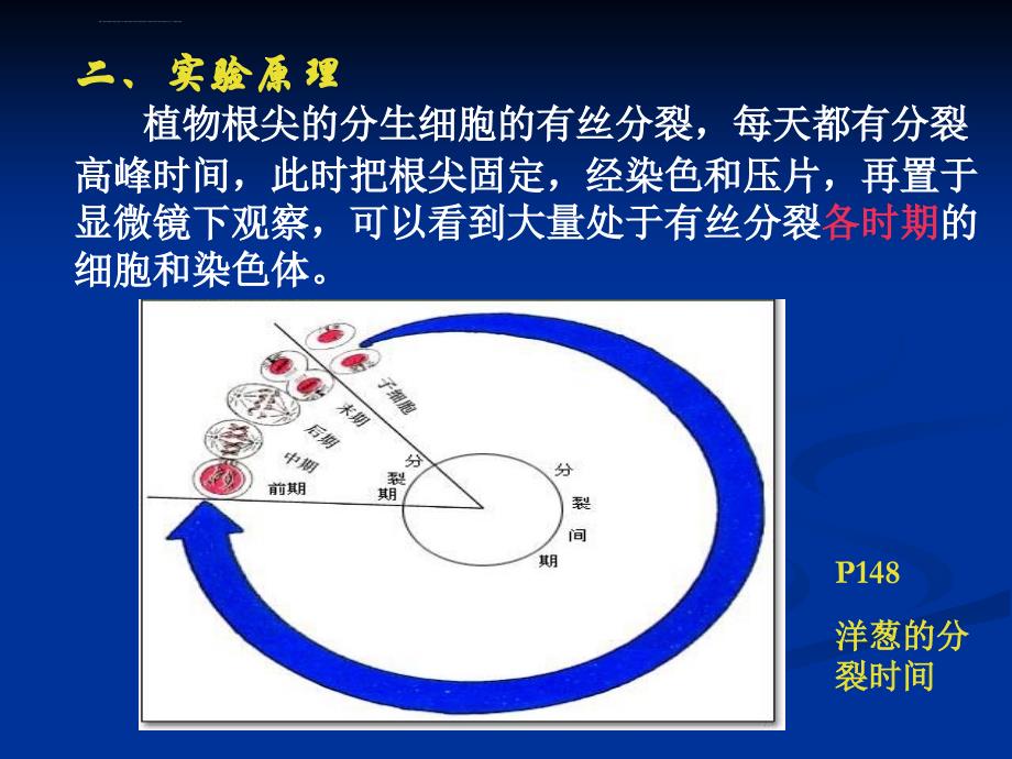 遗传学实验二有丝分裂染色体压片课件_第3页