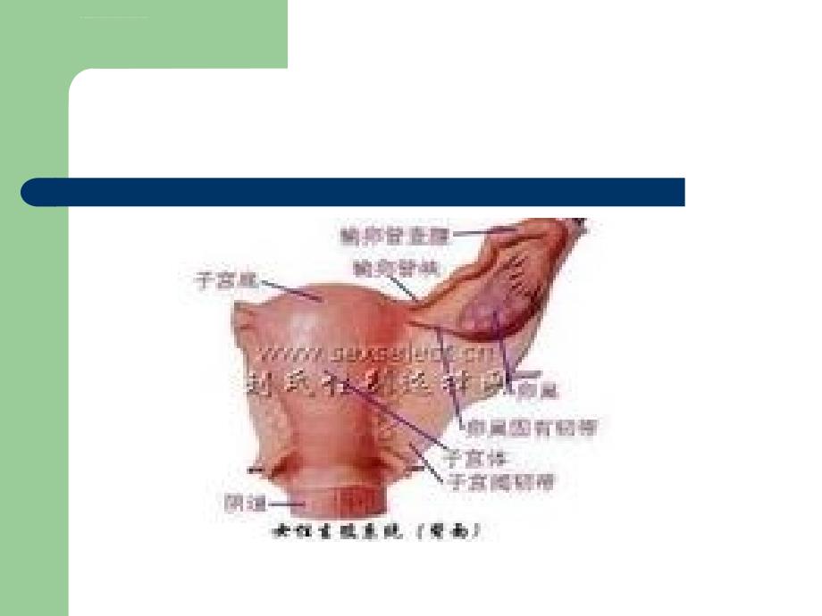 与女性朋友谈宫颈疾病的防治_第2页