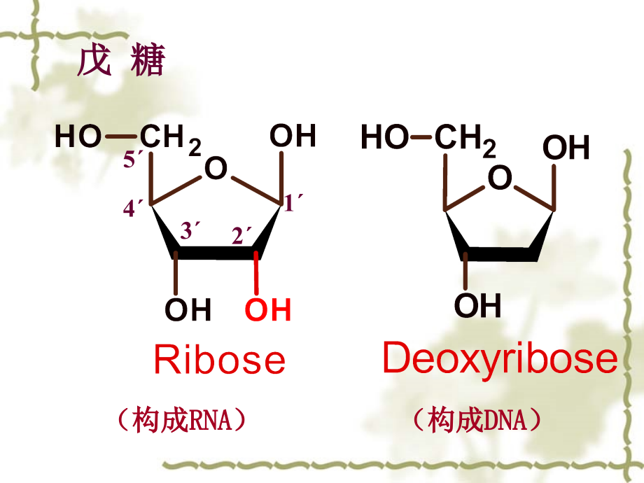 核酸代谢和蛋白质的生物合成课件_第4页