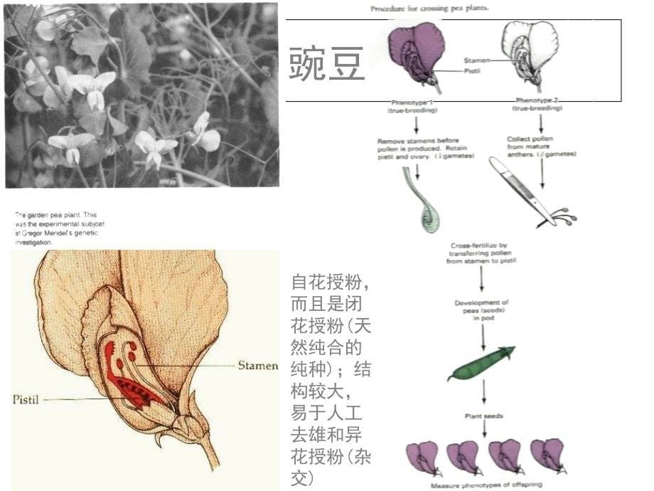 孟德尔定律2014_第5页