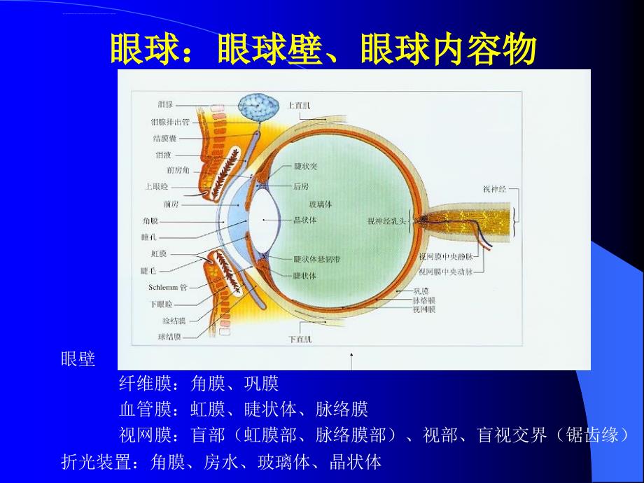 超声医学解剖课件_第3页