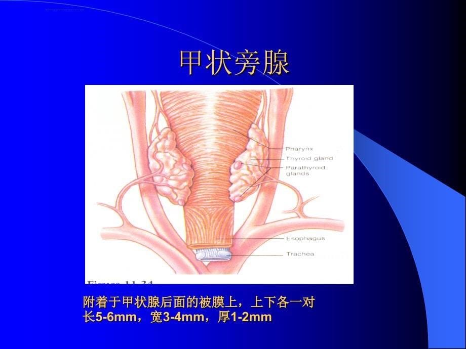 超声医学解剖课件_第5页