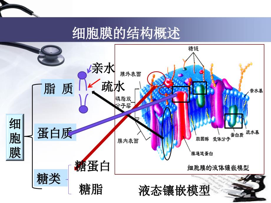 中职康复专业解剖生理学基础第二章第二节细胞的基本功能_第4页