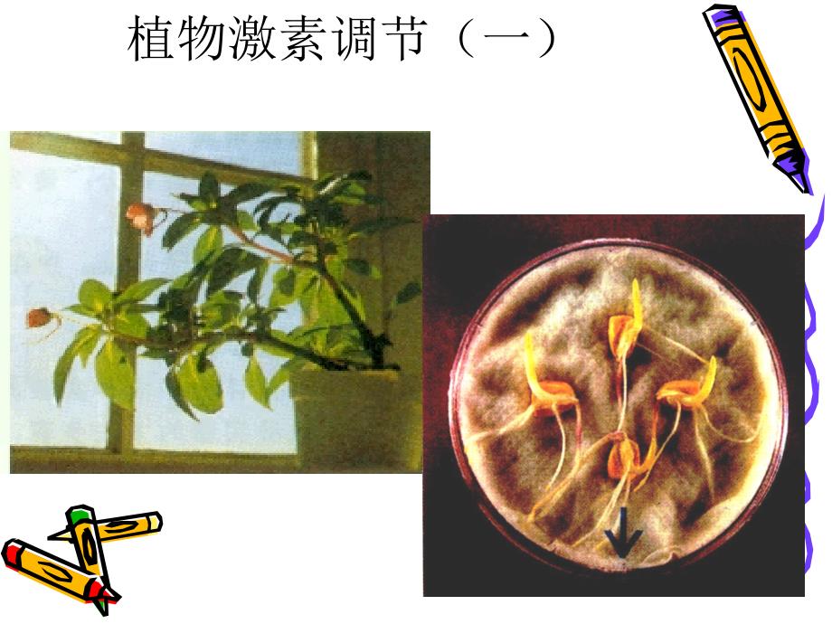 人教版高中生物必修3《植物生长素的发现》_第3页