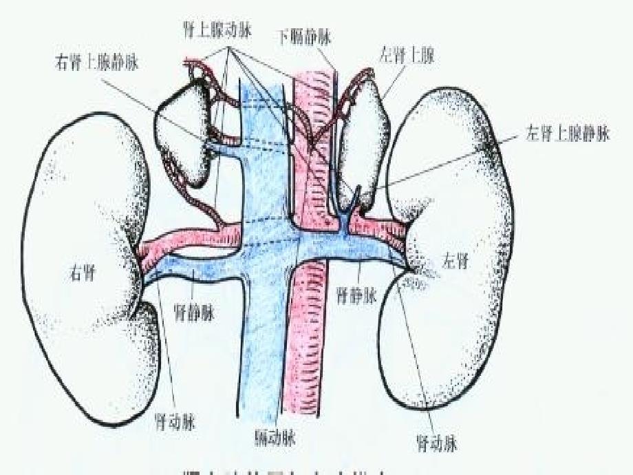 腹腔镜下嗜铬细胞瘤切除的护理查房_第4页