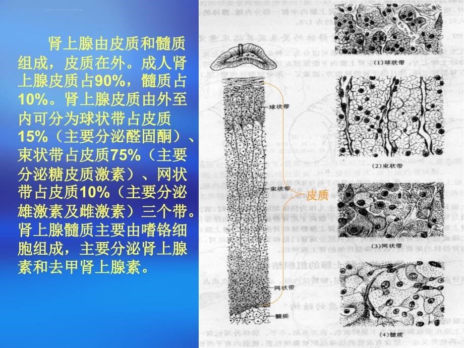 腹腔镜下嗜铬细胞瘤切除的护理查房_第5页