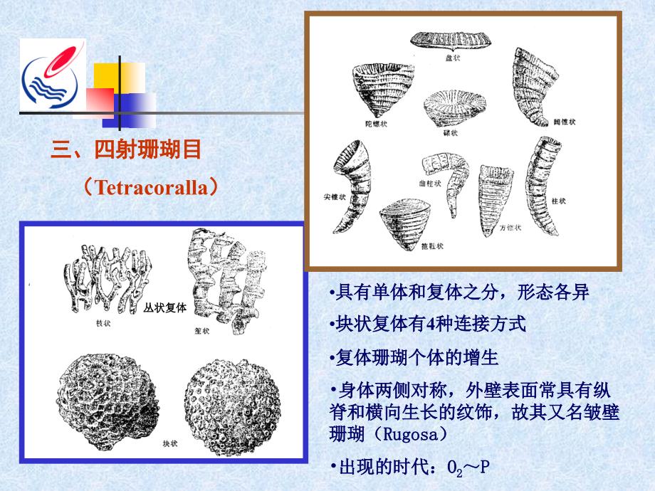古生物地史学讲义(3)腔肠动物门_第4页