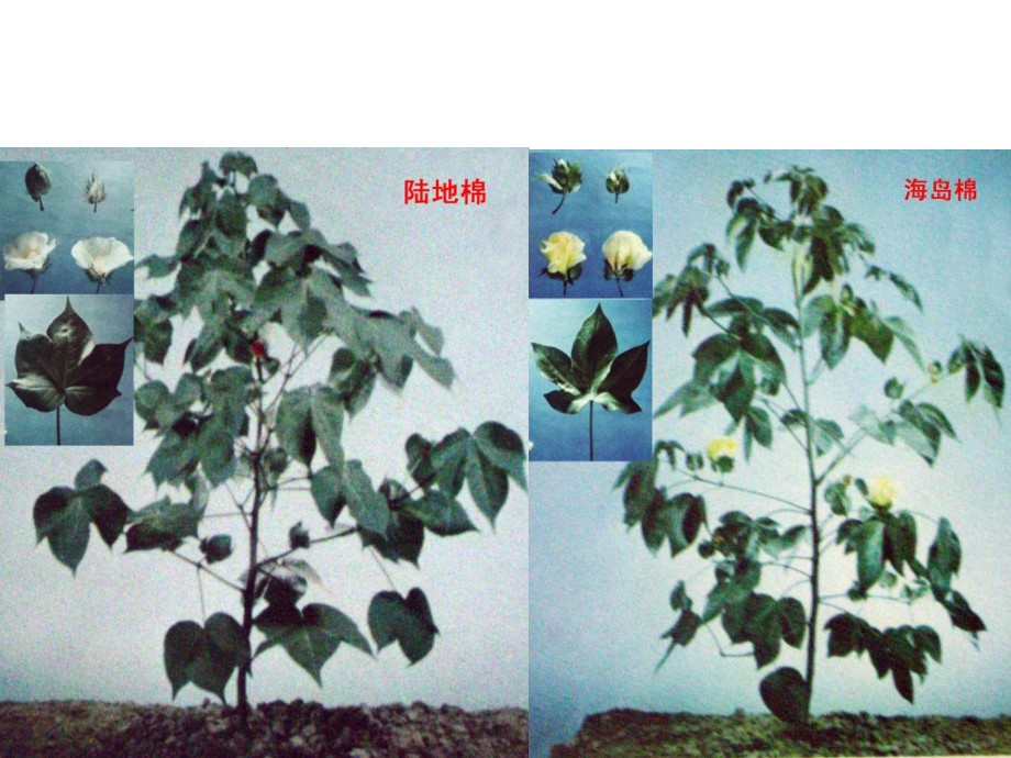 2011棉花第二节_第3页