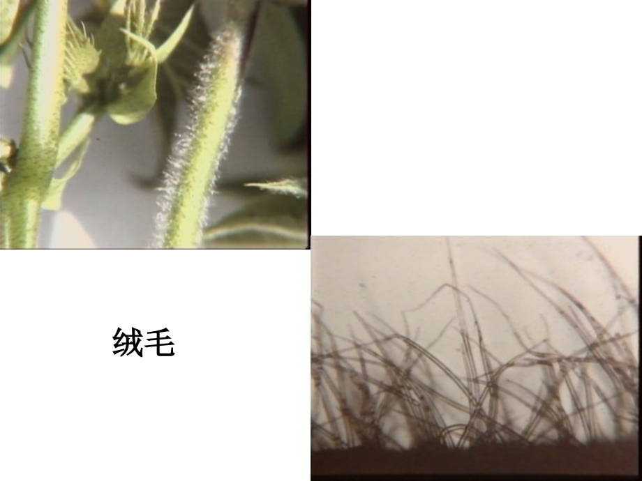 2011棉花第二节_第4页