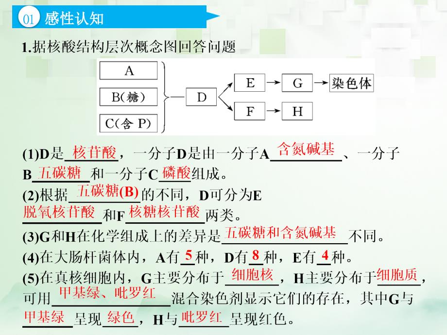 江苏专版2019版高考生物一轮复习第一部分分子与细胞第一单元细胞及其分子组成第五讲核酸糖类与脂质课件_第4页