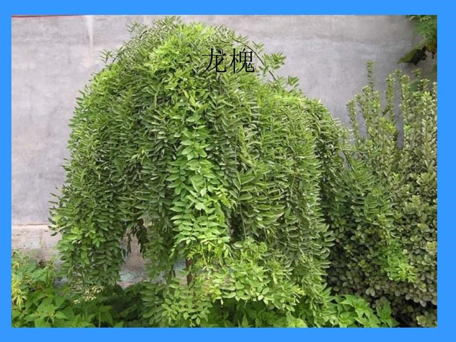 校园植物欣赏_认识植物-园林专业_第5页