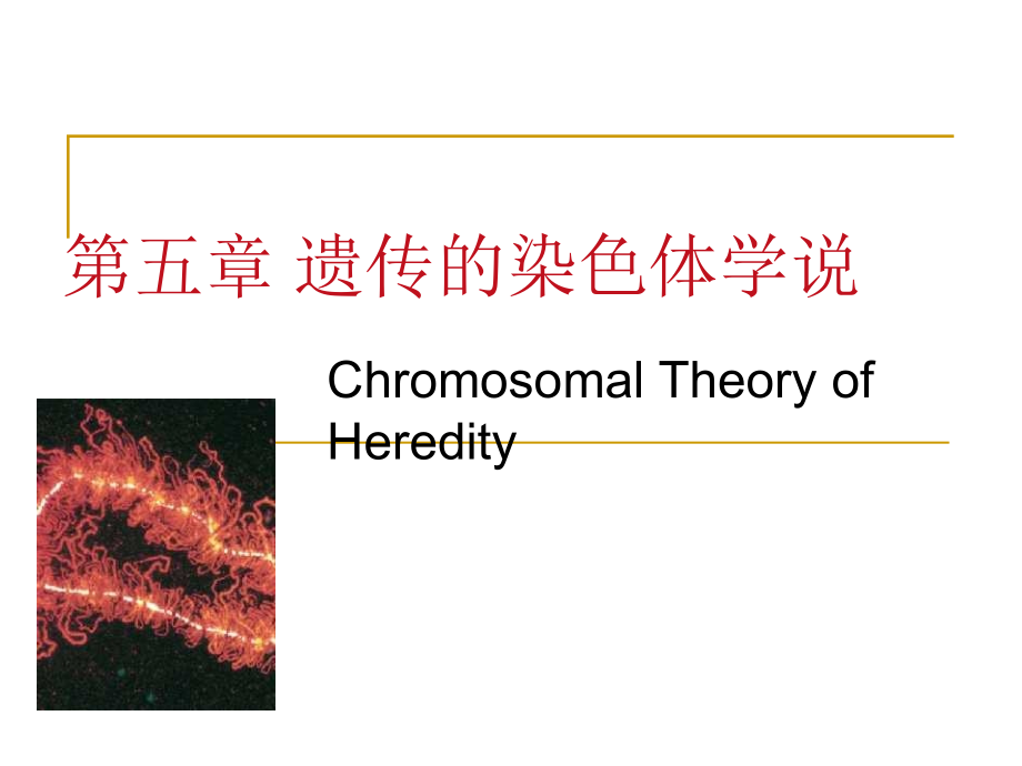 现代遗传学5[1].遗传的染色体学说_第1页