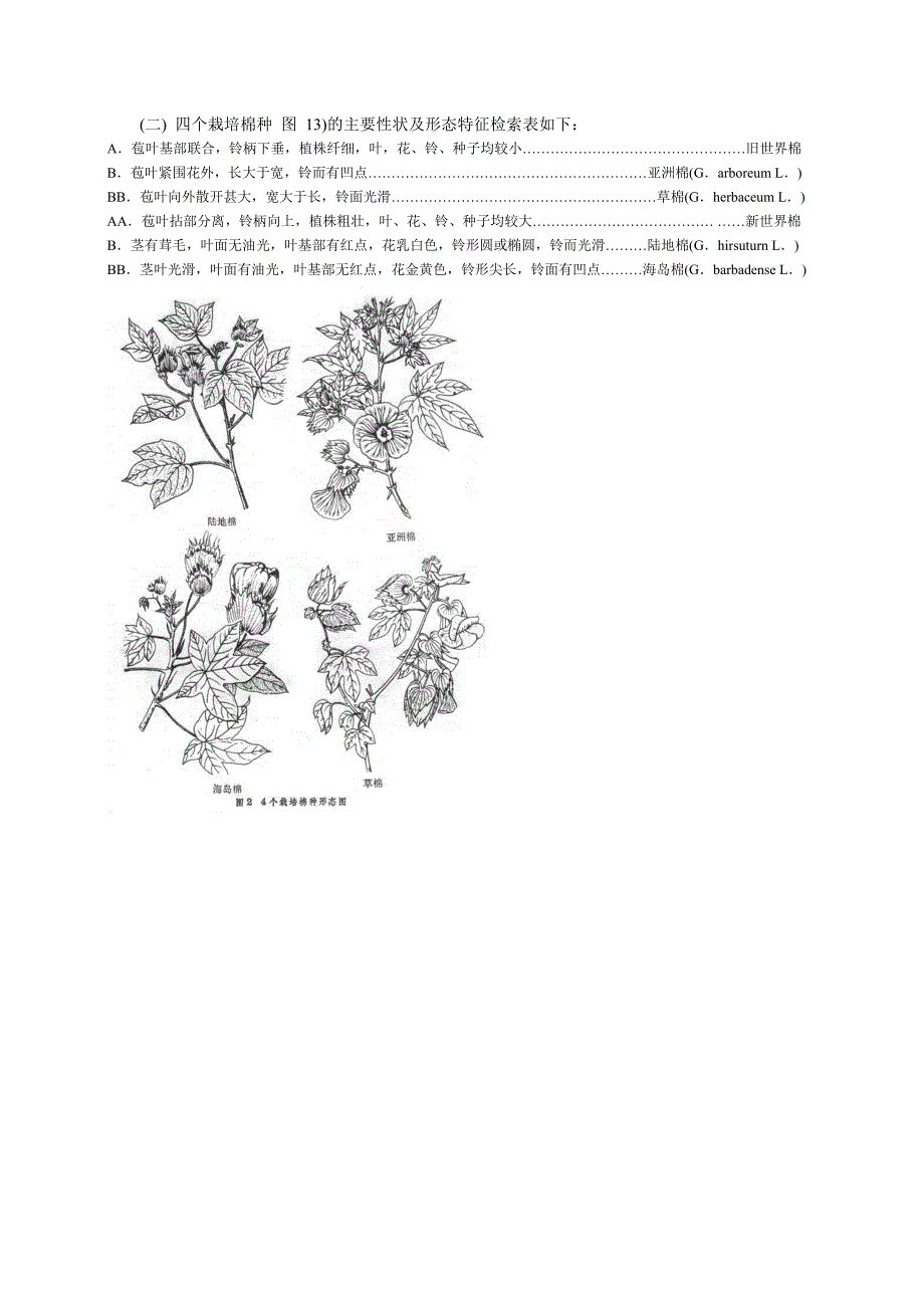 棉花的主要植物学形态特征观察及四个栽培棉种的识别1_第3页